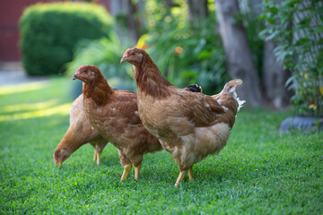 Free range chicken birds in green garden grass.
