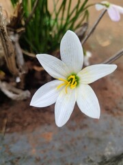 white and yellow flower