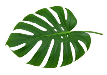 Isolated Vibrant Green Monstera Leaf with Unique Perforations