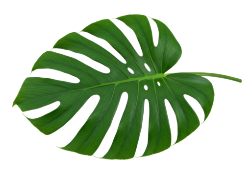 Isolated Vibrant Green Monstera Leaf with Unique Perforations