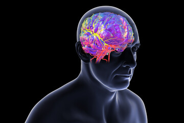 Middle cerebral artery, supplying blood to the frontal, temporal, and parietal lobes, crucial for brain function, 3D illustration