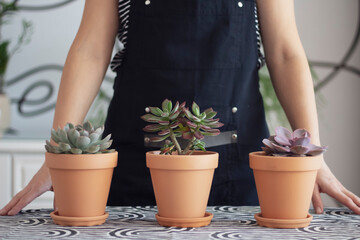Unrecognizable  woman standing by black and white desk with succulents, echeveria  in terracotta...