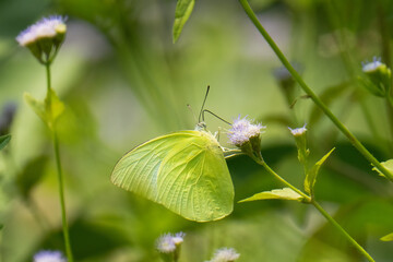 butterfly on a flower