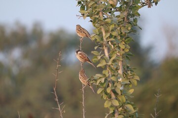 small sperrow bird on a branch