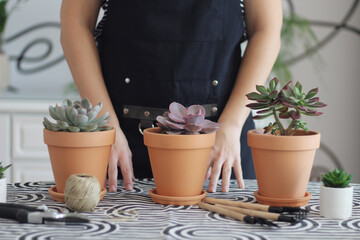 Unrecognizable  woman standing by black and white desk with succulents, echeveria  in terracotta...