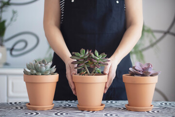 Unrecognizable  woman holding purple succulent, echeveria in terracotta flowerpot, daylight,...