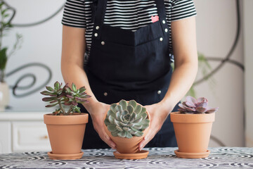 Unrecognizable  woman holding purple succulent, echeveria in terracotta flowerpot, daylight,...