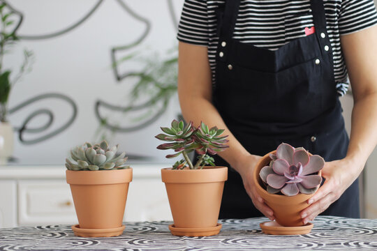 Unrecognizable  woman holding purple succulent, echeveria purple pearl in terracotta flowerpot, daylight, selective focus
