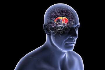 Human brain with highlighted caudate nucleus, 3D illustration. A deep gray matter structure involved in motor control, learning, memory, and reward-related behavior.