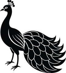 vector illustration of a peacock