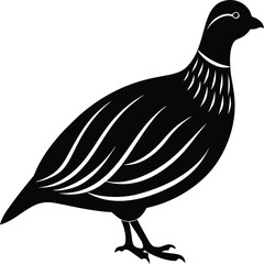 vector illustration of a chicken