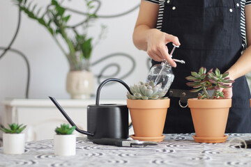 Unrecognizable woman water sprays succulent echeveria Mexican firecracker, daylight, watering can, selective focus