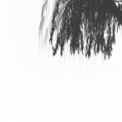 A stark black square canvas, devoid of any imagery, texture, or detail; a simple, pure representation of absolute darkness and emptiness