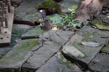 Oriental Magpie-Robin (Copsychus saularis) bird in closeup 