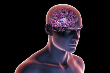 Human brain with highlighted brain fornix, 3D illustration showing memory processing and limbic system function; pathology linked to memory loss.