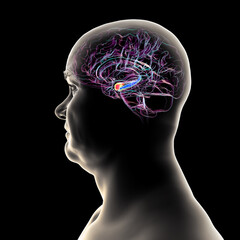 Human brain mid-section with highlighted amygdala (red) and hippocampus (blue), key regions affected in Alzheimer's disease, linked to memory loss and emotional disruption, 3D illustration.