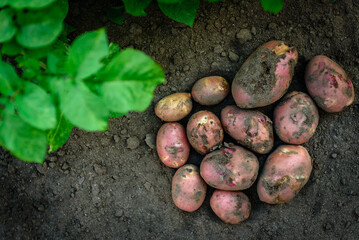 Fresh organic potatoes in the field, harvesting potatoes from soil.
