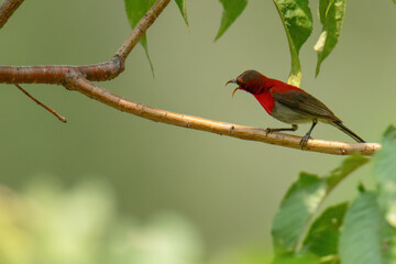 Crimson Sunbird ( Aethopyga siparaja) bird on a Chinese Hat Plant branch 