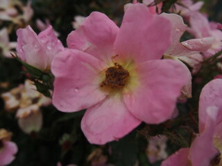 Obraz premium ピンクのバラについた水滴