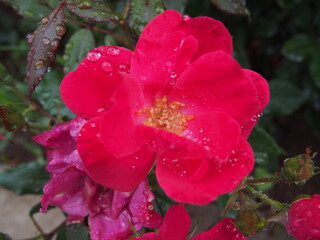 水滴きらめく赤いバラ