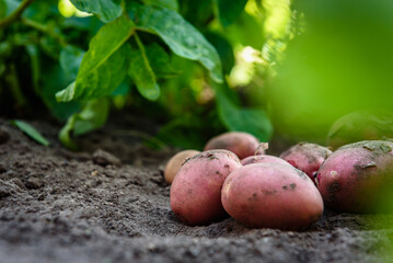 Fresh organic potatoes in the field, harvesting potatoes from soil.