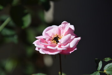 black melipona bee collecting nectar from a little rose