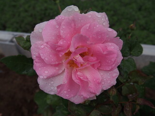 雨に濡れたピンクのバラ