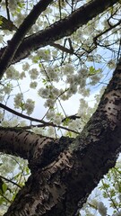 Naklejka premium white sherry tree in blossom