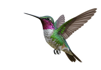 Obraz premium Isolated Hummingbird in Flight with Vibrant Plumage