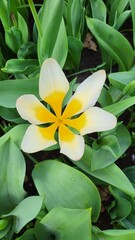 magic yellow and white flower