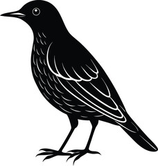 vector illustration of a bird