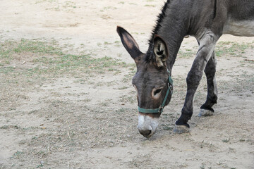 Cute Donkey Outdoors Close Up