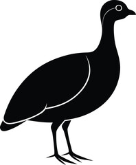 vector illustration of a wild duck