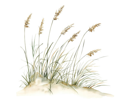 Coastal Whispers: A serene scene of sea oats gracefully swaying in the breeze against a backdrop of sandy dunes, evoking a sense of tranquility and the raw beauty of nature.