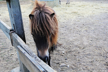 Pony Horse Outdoors Face Close Up