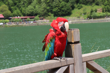Closeup of a colorful and vivid red macaw parrot