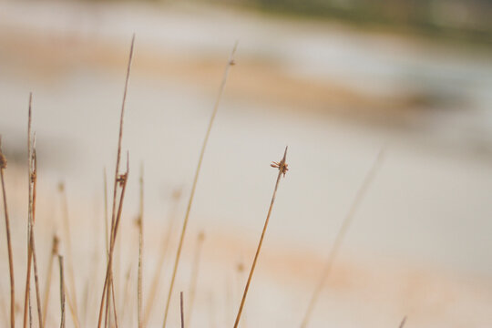 Grass at the beach