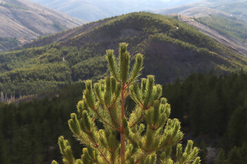 Beautiful view of the mountain peaks from pine forest.