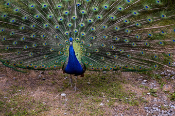 Beautiful peacock showing its colorful feathers during mating season
