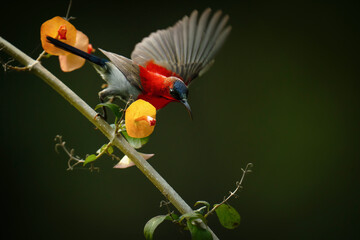 Crimson Sunbird ( Aethopyga siparaja) bird on a Chinese Hat Plant branch 
