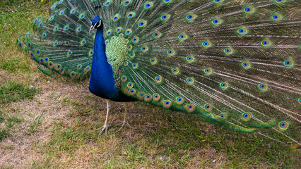 Obraz premium Beautiful peacock showing its colorful feathers in a green meadow