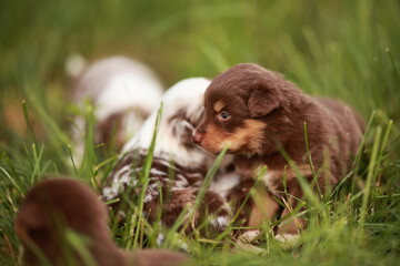 Brown and white puppy is laying in the grass with other puppies