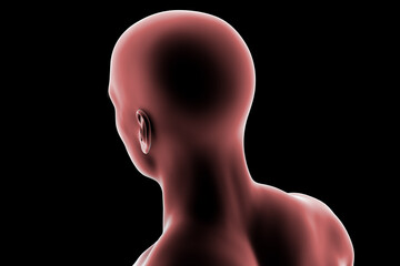 Male head and neck silhouette, back-side view, showing general anatomical contours of the skull, neck, and shoulders, 3D illustration