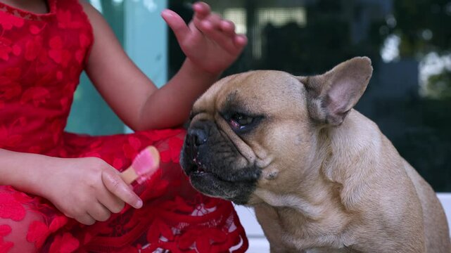 French bulldog eagerly licking a pink popsicle held by a child in a red lace dress on a warm day