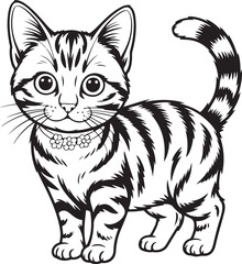black and white cat