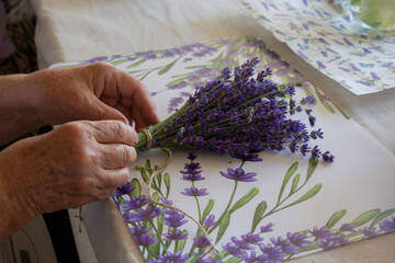 Gathering a bouquet of lavender. An elderly lady holds a bouquet of fresh lavender in her hands.
