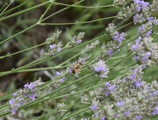Biene am Lavendel