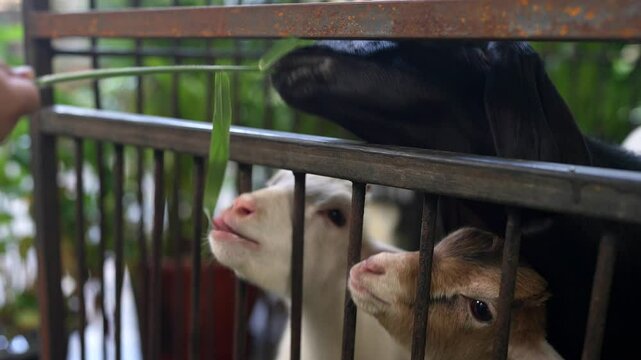 Goats eagerly nibble green grass through metal bars, reaching out toward a hand in a zoo enclosure