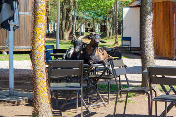 Two black goats climbed onto a table in a roadside cafe. Free-roaming animals on a farm visited the cafe.