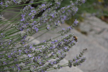 Biene am Lavendel